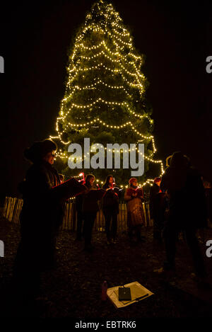 Wakehurst Place, Sussex, UK. 4th December, 2014. The UK's tallest living Christmas Tree is switched on during Glow Wild at Wakehurst. The 135ft Sierra Redwood California tree is lit by 1800 lights. The evening also featured a lantern lit walk through the garden ending at a fire feature by 'And Now' called 'Gold, Frankincense and Myrrh' . Credit:  Julie Edwards/Alamy Live News Stock Photo