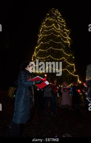 Wakehurst Place, Sussex, UK. 4th December, 2014. The UK's tallest living Christmas Tree is switched on during Glow Wild at Wakehurst. The 135ft Sierra Redwood California tree is lit by 1800 lights. The evening also featured a lantern lit walk through the garden ending at a fire feature by 'And Now' called 'Gold, Frankincense and Myrrh' . Credit:  Julie Edwards/Alamy Live News Stock Photo