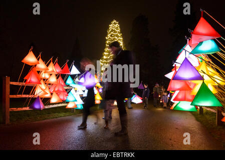 Wakehurst Place, Sussex, UK. 4th December, 2014. The UK's tallest living Christmas Tree is switched on during Glow Wild at Wakehurst. The 135ft Sierra Redwood California tree is lit by 1800 lights. The evening also featured a lantern lit walk through the garden ending at a fire feature by 'And Now' called 'Gold, Frankincense and Myrrh' . Credit:  Julie Edwards/Alamy Live News Stock Photo