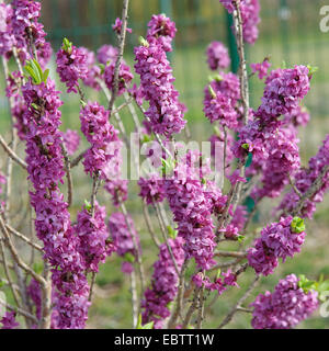mezereon, February daphne (Daphne mezereum 'Rubra Select', Daphne mezereum Rubra Select), cultivar Rubra Select, blooming Stock Photo