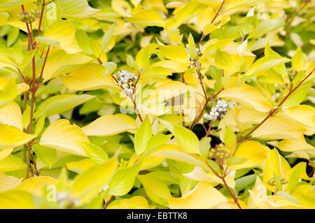 CORNUS ALBA AUREA Stock Photo