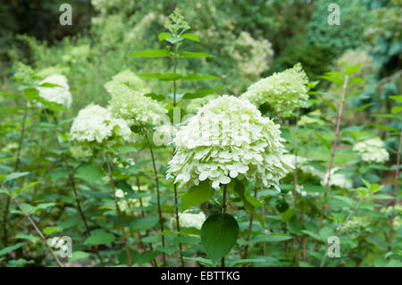 HYDRANGEA PANICULATA LIMELIGHT Stock Photo