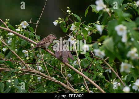 house sparrow (Passer domesticus), female feeds a fully-fledged chick, Germany Stock Photo