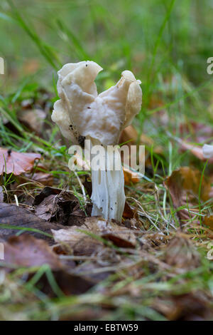 White saddle, Elfin saddle, Common helvel (Helvella crispa, Helvella pithyophila), single mushroom on grass, Germany Stock Photo