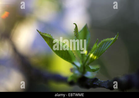 dwarf cherry, morello cherry, sour cherry (Prunus cerasus), twig with young leaves in the light of the setting sun Stock Photo