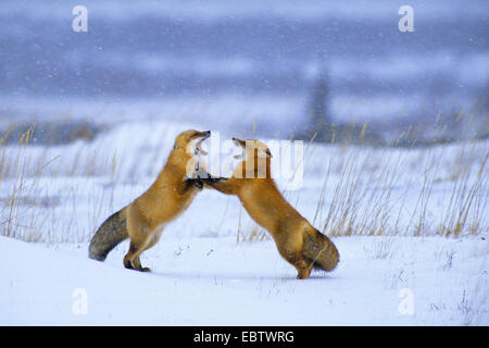 red fox (Vulpes vulpes), Red Foxes in winter fighting, Canada, Manitoba, Churchill Stock Photo