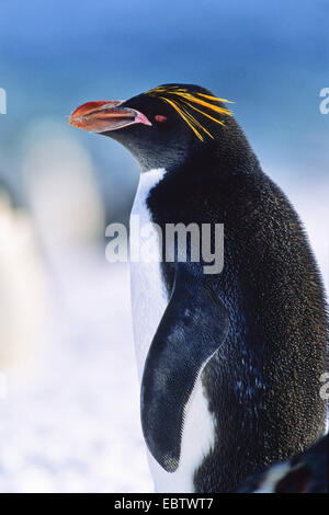 macaroni penguin (Eudyptes chrysolophus), portrait, Antarctica Stock Photo