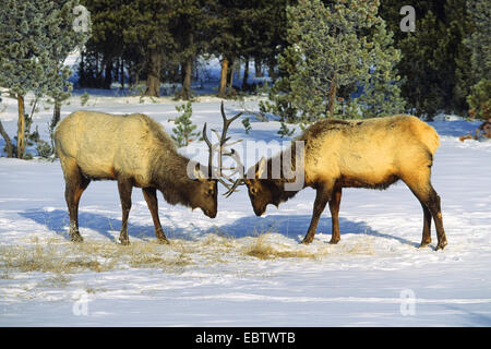 wapiti, elk (Cervus elaphus canadensis, Cervus canadensis), Elks fighting, USA, Yellowstone National Park Stock Photo