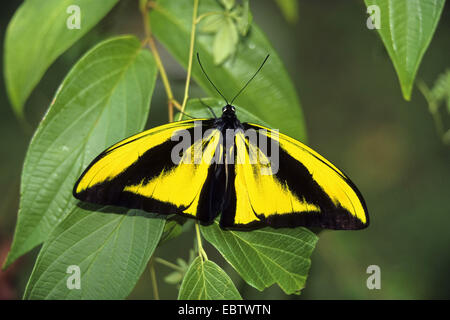 Goliath Birdwing Butterfly (Ornithoptera goliath samson), male sitting on a branch, Indonesia, Western New Guinea Stock Photo