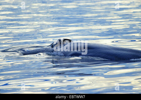 blue whale (Balaenoptera musculus), blowhole, Mexico, Baja California, Laguna San Ignacio Stock Photo