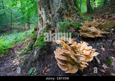 giant polypore, black-staining polypore, giant polypore mushroom (Meripilus giganteus), fruiting bodies at a tree root, Germany Stock Photo