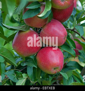 apple tree (Malus domestica 'Gloster', Malus domestica Gloster), cultivar Gloster, apples on a tree Stock Photo