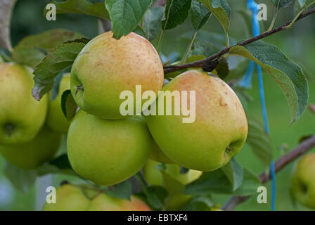 apple tree (Malus domestica 'Golden Orange', Malus domestica Golden Orange), cultivar Golden Orange, apples on a tree Stock Photo