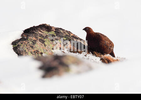 Red grouse (Lagopus lagopus scoticus), sitting on rock in snow, United Kingdom, Scotland, Cairngorms National Park Stock Photo