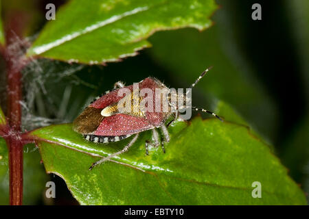 sloe bug, sloebug (Dolycoris baccarum), on a leaf, Germany Stock Photo