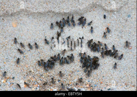 accumulation of flys on island Helgoland, Germany, Schleswig-Holstein, Heligoland Stock Photo