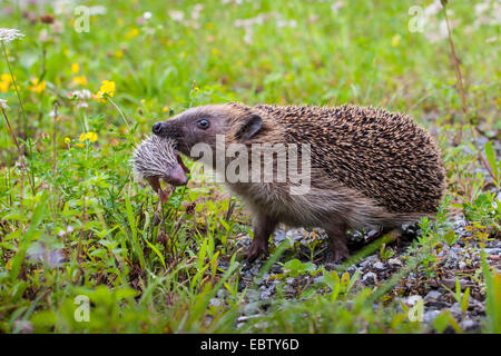 Western hedgehog, European hedgehog (Erinaceus europaeus), mother hedgehog carrying its infant in its mouth, Switzerland, Sankt Gallen Stock Photo