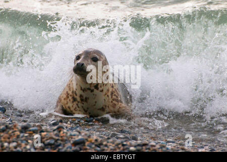 harbor seal, common seal (Phoca vitulina), Harbour Seal in surf, Germany, Schleswig-Holstein, Heligoland Stock Photo