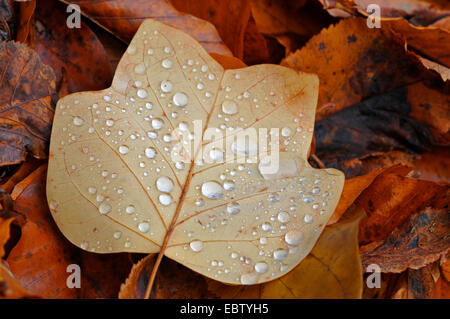 tulip tree (Liriodendron tulipifera), raindrops on a autum leaf, Germany Stock Photo