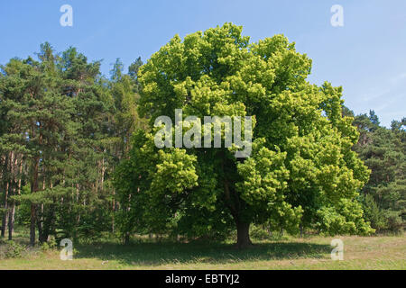 large-leaved lime, lime tree (Tilia platyphyllos), blooming single tree on a meadow, Germany Stock Photo