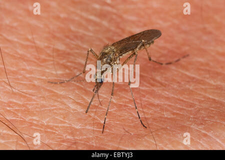 Mosquito, Gnat (Aedes spec.), female sitting on human skin sucking blood , Germany