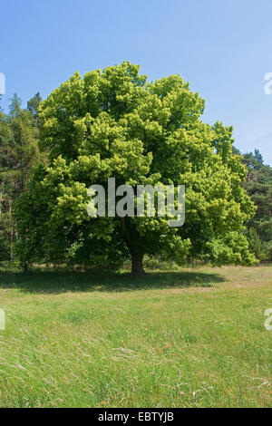large-leaved lime, lime tree (Tilia platyphyllos), blooming single tree on a meadow, Germany Stock Photo