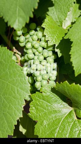 grape-vine, vine (Vitis vinifera), grapes of pinot gris, France, Haut-Rhin, Alsace Stock Photo