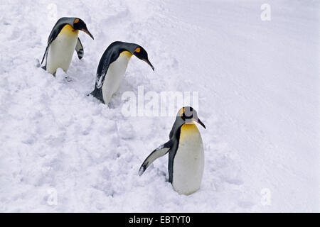 king penguin (Aptenodytes patagonicus), King Penguins in snow, Antarctica Stock Photo