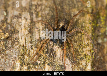 Spotted wolf spider, Ground spider (Pardosa amentata), male, Germany Stock Photo