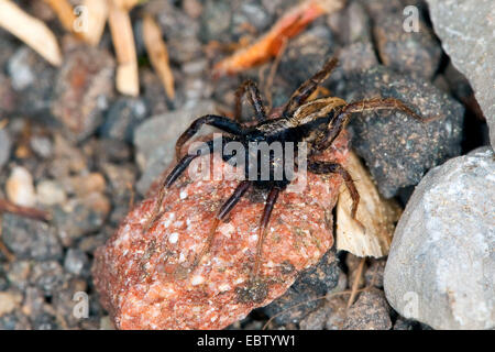 wolf spiders, ground spiders (Alopecosa cuneata), male sitting on a stone, Germany Stock Photo