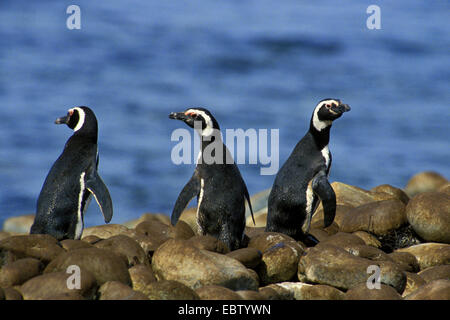 Magellanic penguin (Spheniscus magellanicus), three Magellanic penguins at Cape Horn, Chile, Kap Hoorn