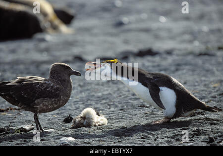 royal penguin (Eudyptes schlegeli), defending alreadx dead chick against Brown Skua, Antarctica, Macquarie Island Stock Photo