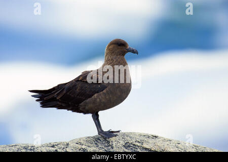 south polar skua (Catharacta maccormicki), sitting on a rock, Antarctica Stock Photo