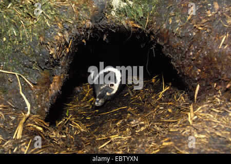 Magellanic penguin (Spheniscus magellanicus), peering from its den, Chile, Kap Hoorn Stock Photo