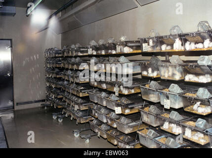 great number of white mice in the cages of an animal experimentation laboratory - thousands of animals are used up every year in German laboratories,  , Stock Photo