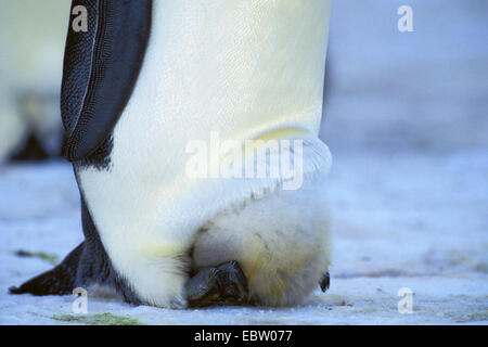 Emperor penguin (Aptenodytes forsteri), with chick on feet, Antarctica Stock Photo