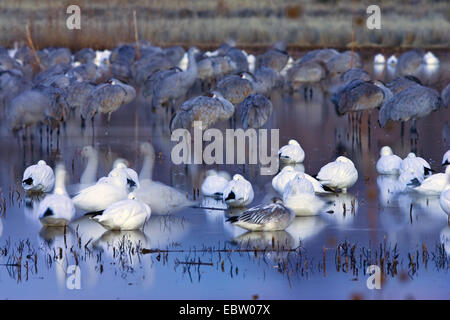 snow goose (Anser caerulescens atlanticus, Chen caerulescens atlanticus), Snow Geese and Sandhill Cranes in Wildlife Refuge in the morning, USA, New Mexico, Bosque del Apache Wildlife Refuge Stock Photo