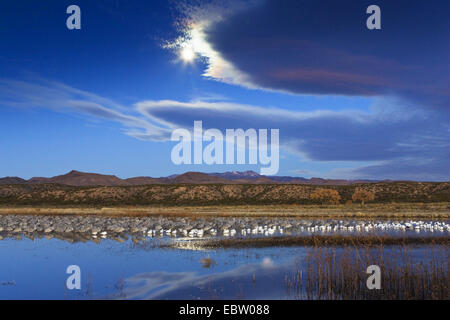 snow goose (Anser caerulescens atlanticus, Chen caerulescens atlanticus), Snowgeese and Sandhill Cranes at their roosting place in the morning, USA, New Mexico, Bosque del Apache Wildlife Refuge Stock Photo