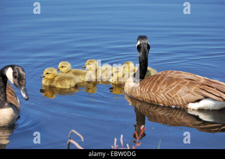 Canada goose goslings swimming in a pond. Stock Photo
