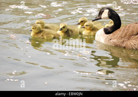 Canada goose goslings swimming in a pond. Stock Photo