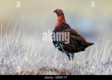Red grouse (Lagopus lagopus scoticus), standing on grass, United Kingdom, Scotland, Cairngorms National Park Stock Photo