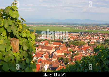 view to Turckheim and Upper Rhine Plain, Black Forest in background, France, Haut-Rhin, Alsace, Turckheim, Tuerkheim Stock Photo