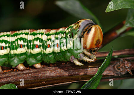 pine hawkmoth (Hyloicus pinastri, Sphinx pinastri), caterpillar, Germany Stock Photo