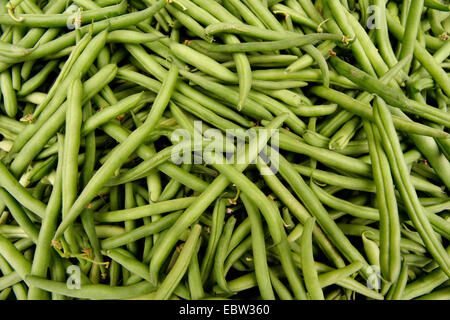 common bean (Phaseolus vulgaris), many runner beans, Germany Stock Photo