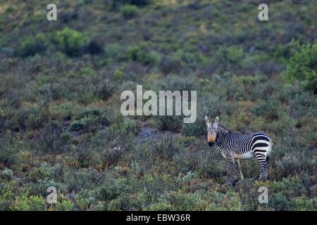Cape Mountain Zebra, Mountain Zebra (Equus zebra zebra), standing in shrubery, South Africa, Western Cape, Karoo National Park Stock Photo
