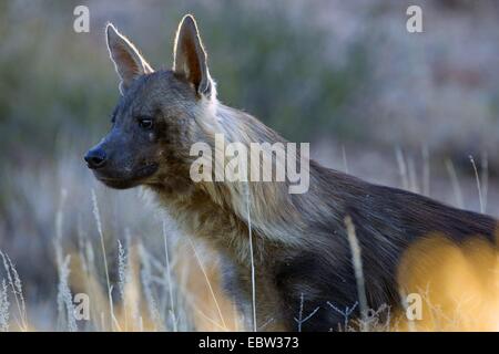 brown hyena (Hyaena brunnea), portrait in backlight, South Africa, Northern Cape, Kgalagadi Transfrontier National Park Stock Photo