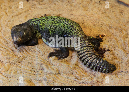 African spiny-tailed lizard, Dabbs mastigure (Uromastyx acanthinurus, Uromastyx acanthinura), lying in sand Stock Photo