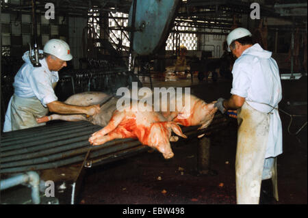 domestic pig (Sus scrofa f. domestica), cadavers being carved up in the slaughterhouse, Germany, Stock Photo