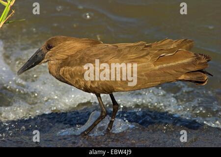 hammercop (Scopus umbretta), sitting on the waterfront, South Africa, Limpopo, Krueger National Park Stock Photo