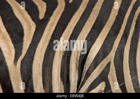 Burchell's zebra, zebra, Common zebra (Equus quagga burchelli, Equus burchelli), stripes, South Africa, Limpopo, Krueger National Park Stock Photo